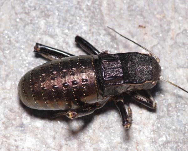 Phaneropteridae, Grecia, 06.2011: Bradyporus dasypus